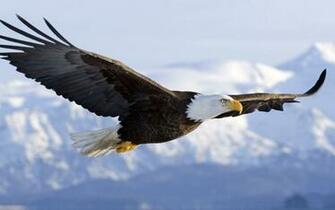 Vk American Eagle Wallpaper 4usky
