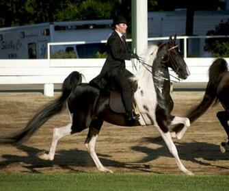 Saddlebred Americano De Pintura Wallpaper