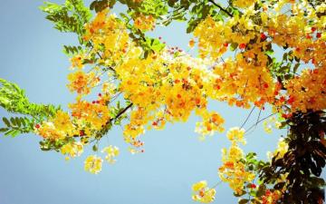Summer Flowers Wallpaper Net