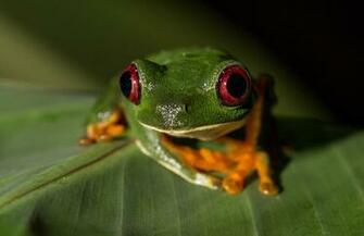 Frogs Red Eyed Tree Frog Redeyed Amphibians