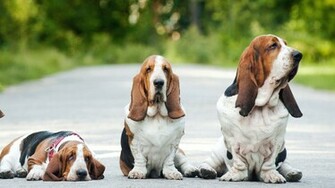 Animal Wallpaper Choice