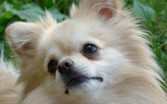 Pomeranian Wallpaper Animal