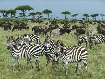 Pictures Of Animals In The Forest Rainforest Layers