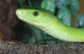 File Eastern Green Mamba Dendroaspis Angusticeps Jpg Wikimedia