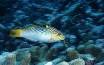 Tropical Marine Life Large Cran HD T L Charger Fond