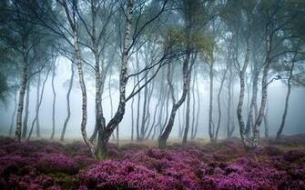 Stanton Moor Wallpaper And Background