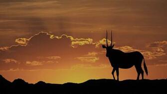 Best Oryx Wallpaper East