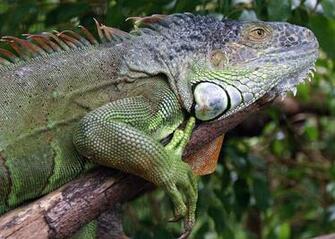 Green Iguana Wallpaper Orange This