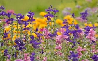 Category Nature HD Wallpaper Subcategory Spring