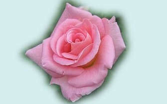 High Resolution 3d Rose Desktop Laptop Wallaper Listed In And Cg