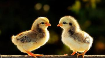 Cute Chicken Background Wallpaper Baltana