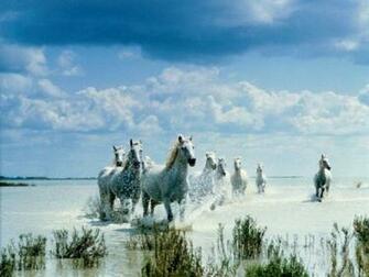 Beautiful White Wallpaper Scene Ocean Coming Horses Beach