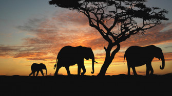 Sunset Animals Elephants Evening Trees Africa Savannah Wallpaper