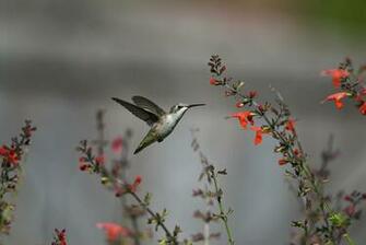 Pure High Definition HD You Can Cool Desktop Image For