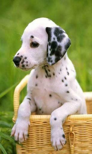 Dogs Live Wallpaper For Android By Nocito Appszoom