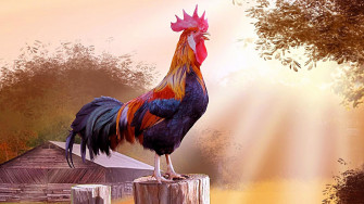 Chicken Wallpaper