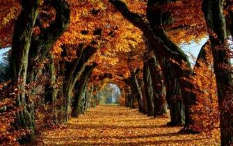 Leaves Fall Forest Desktop Wallpaper Ultra HD Trail Leaf