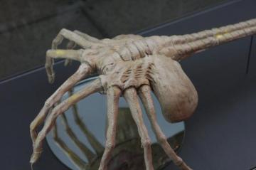 Film Alien Facehugger Bakgrund Wallpaper Background