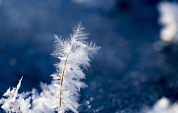 Wallpaper Nature Winter Ice Macro Image For Desktop