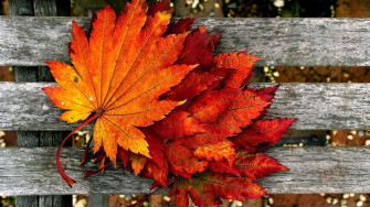 Fall Wallpaper