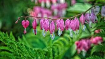 Bleeding Heart Wallpaper Flowers HD HDwallpaper Net