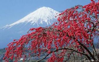 And Cherry Blossom Landscape Wallpaper