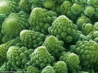 Vegetable World Actually Looking Like You Would Imagine It To This