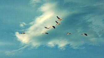 Dom Of Flying Geese Wallpaper Animal Desktop Background