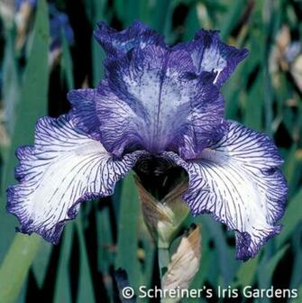 Reblooming Bearded Iris Autumn Circus HD Walls Find Wallpaper