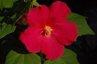 Flower Wallpaper Big Red Flowers