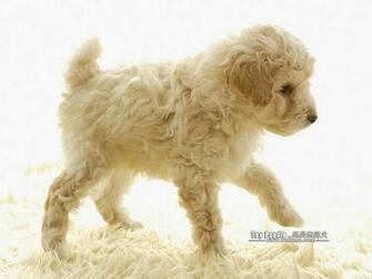 Cuddly Puppies Toy Poodle Puppy Wallpaper Lovable