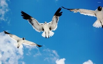 Seagulls Wallpaper Animal