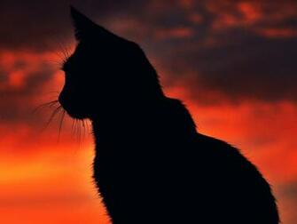 Black Cat Silhouette For Widescreen Imagebank Biz