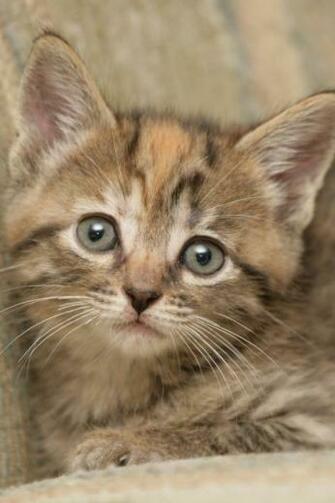 Cute Cat iPhone Wallpaper Walls