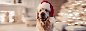 Fun Ways To Include Your Dog Or Cat In Holiday Celebrations