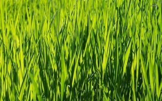 Grass Wallpaper Green