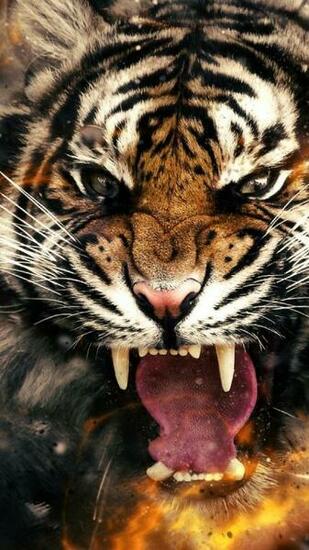 Tiger Wallpaper iPhone HD