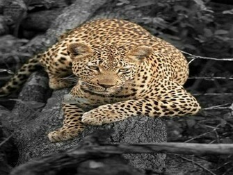 Black And White Leopard