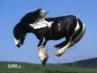 Slawik Horse Wallpaper Horses