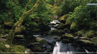 Owengarriff River Killarney National Park County Kerry Ireland