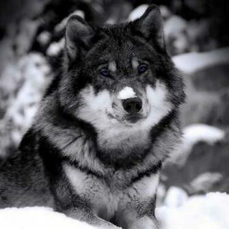 Wolf Jpg