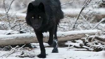 Black Wolf Wallpaper