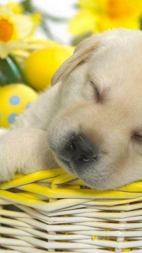 Animals Dogs Flowers Best Widescreen Background Awesome