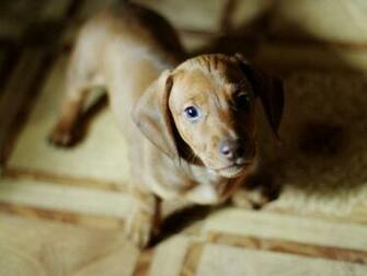Wallpaper Dachshund Puppy Photos And Walls