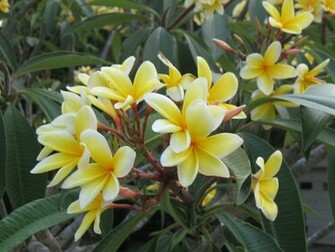 Frangipani Plumeria Temple Flower