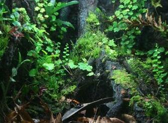 Best Vivarium Wallpaper