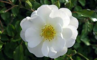 Rose Flower Wallpaper Wide Full HD