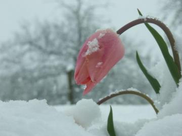 Pretty Winter Flowers Flower Beauty