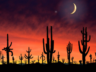 Saguaro National Park Arizona Computer Art