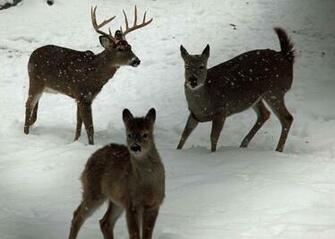 Whitetail Deer Family Winter Snow Wildlife Nature Pictures By
